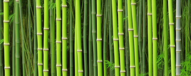 土栽竹子浇什么最旺盛